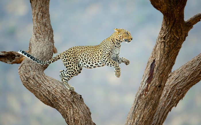 Một con báo đang nhảy nhót trên cây trong vườn quốc gia Samburu ở Kenya. Ảnh Juan Hernandez.