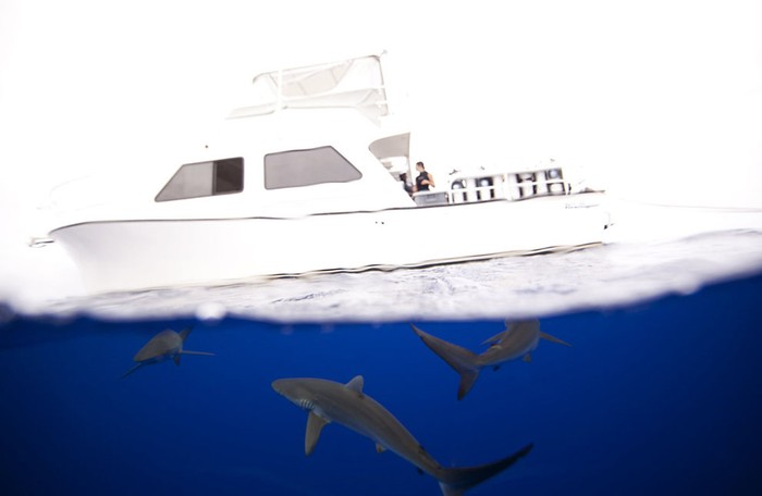 Một đàn cá mập lượn lờ bên dưới tàu ở Bahamas. Ảnh Jorge Cervera Hauser.