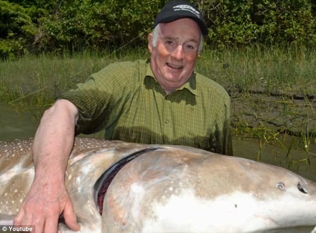 Đây có thể là một con cá tầm trắng lớn nhất từng sa lưới tại Bắc Mỹ.