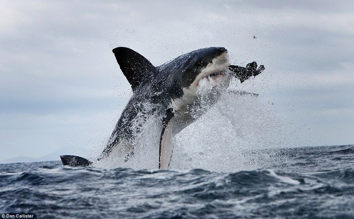 Con cá mập trắng nhảy lên đớp hải cẩu và bị gãy mất một chiếc răng.