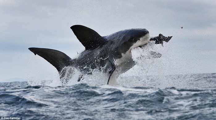 Khi chiếc răng gẫy vẫn còn lơ lửng trên không, con cá mập ngậm hải cẩu đã rơi trở lại biển.