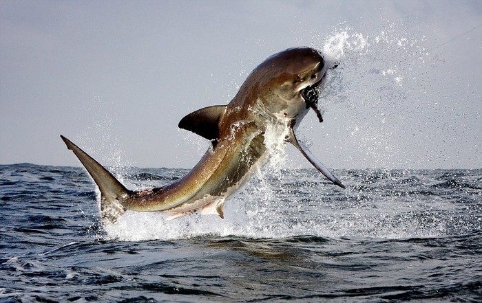 Một con cá mập khổng lồ tóm được con hải cẩu làm bữa trưa.
