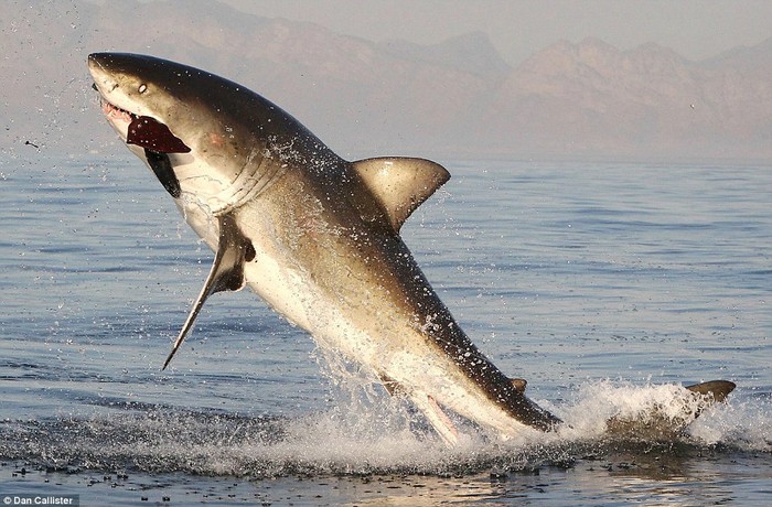 Con cá mập lao lên mặt nước từ dưới những con sóng với con hải cẩu trong miệng.