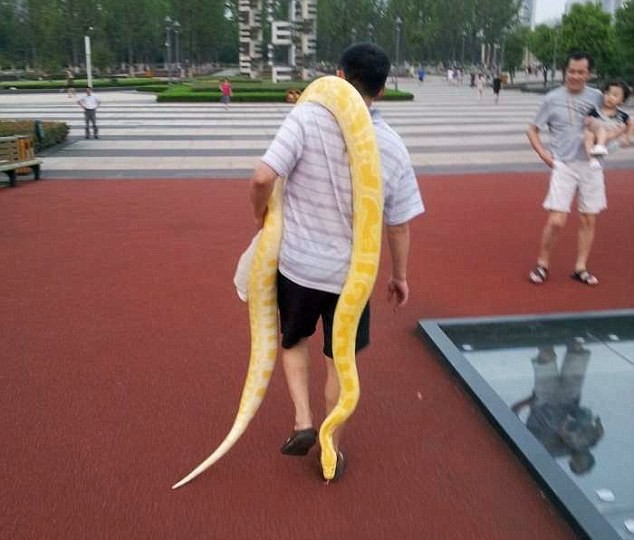 Anh Wang vác trăn vàng đi dạo trong công viên thành phố.
