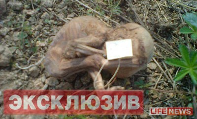 Nhãn thông tin trên một bào thai khô được tìm thấy ở Urals.