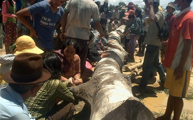 Người dân Campuchia vây quanh thân cây dài 13m mà họ tin rằng nó có chứa sức mạnh của thần linh.