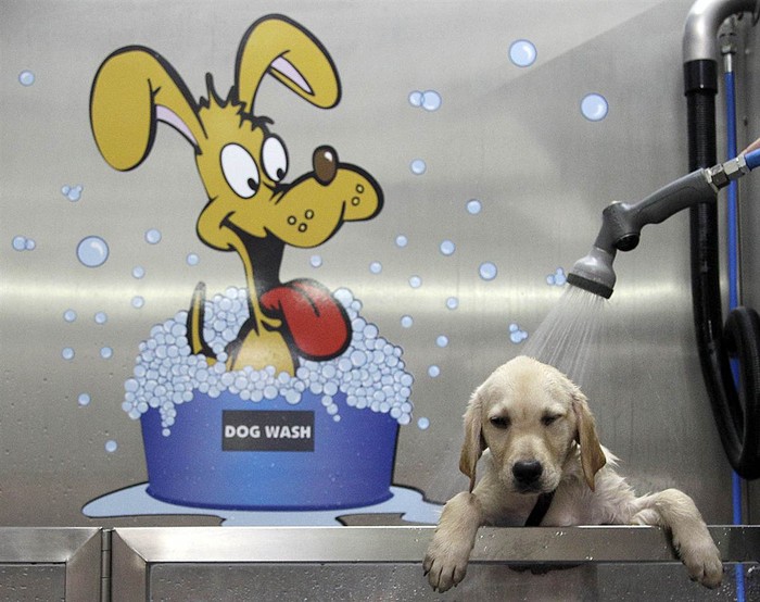 Một con chó được tắm tại trung tâm chuyên cung cấp dịch vụ tắm rửa cho chó mới khai trương ở Duisburg, Đức ngày 24/7.