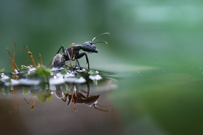 Con kiến đen tìm cách vượt qua vũng nước trong trận mưa như trút.