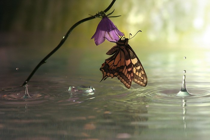 Con bướm bám vào cánh hoa để tránh những giọt nước mưa.