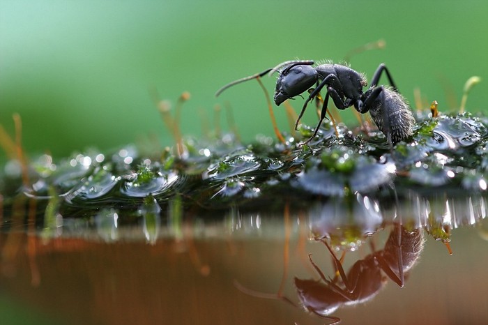 Một con kiến đang dùng râu để kiểm tra nước.