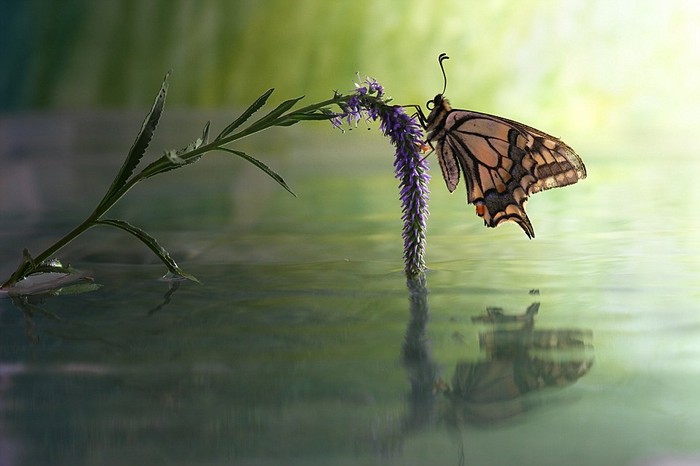 Một con bướm đậu sát mặt nước.