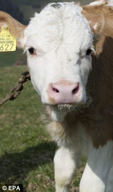 Cô bé 5 tuổi được phát hiện sống chung với đàn bò trong trang trại của cha mẹ mình.