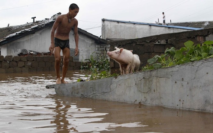 Một thanh niên cứu hai con lợn tại một trang trại bị ngập lụt gần thành phố Anju