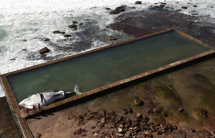 Xác con cá voi lưng gù bị chết sau khi mắc kẹt trong một hồ bơi ở Sydney, Australia ngày 1/8.
