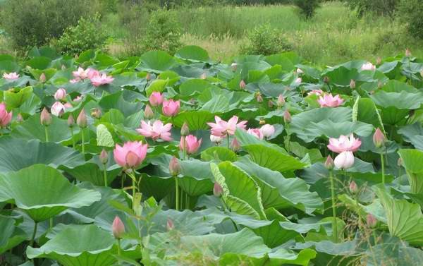 Hoa sen nở rộ trên các hồ nước tại Primorye.