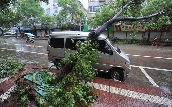 Bão quật đổ cây tại Tam Môn, Chiết Giang.