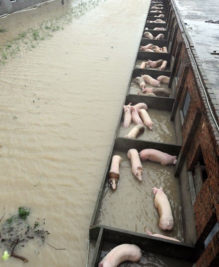 Lợn trong các trang trại bị ngập do mưa bão ở Tượng Sơn, Chiết Giang.