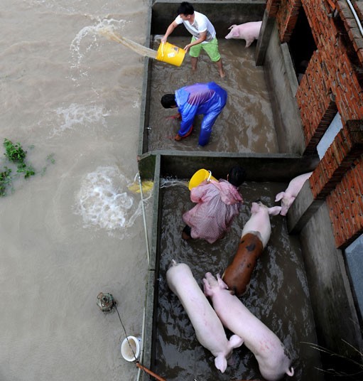 Nông dân Xiangshan, Chiết Giang, tát nước giải cứu đàn lợn trong các trang trại.