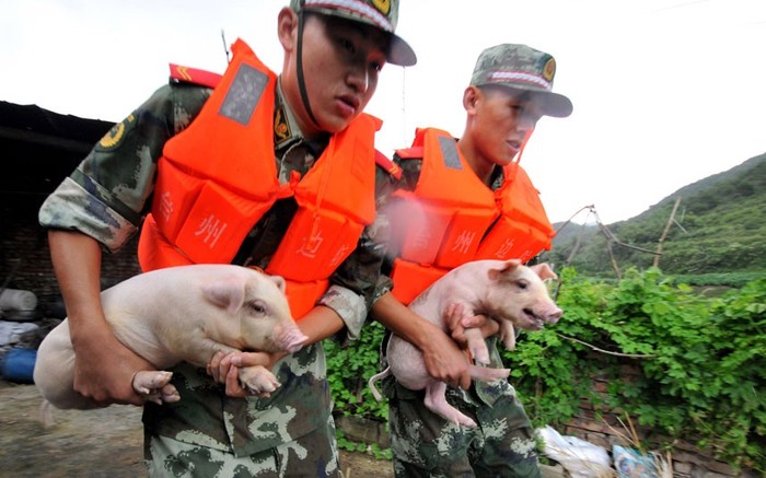 Giúp nông dân chuyển đàn lợn tới nơi an toàn.