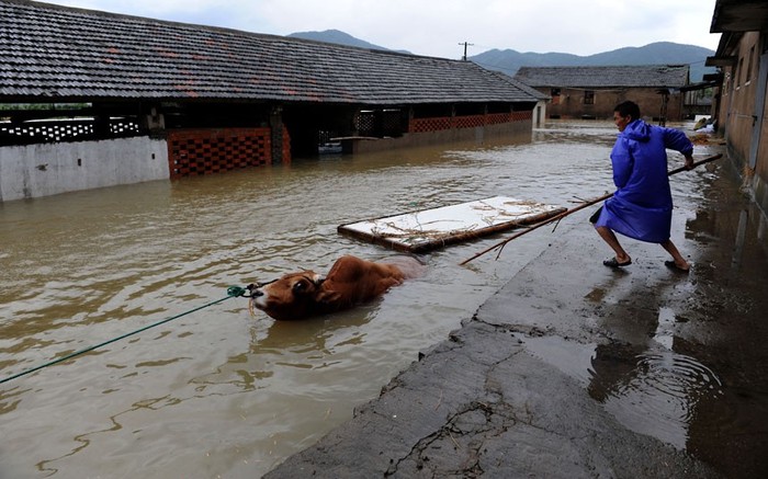 Nông dân cố gắng giải cứu một con bò tại một ngôi làng ngập lụt ở Tượng Sơn, tỉnh Chiết Giang.