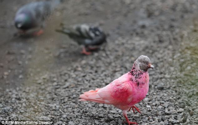 Do đó, một số người cho rằng con chim bồ câu hồng được phát hiện ở London có thể đã bị ai đó nhuộm lông hoặc nó vô tình tự nhuộm mình.