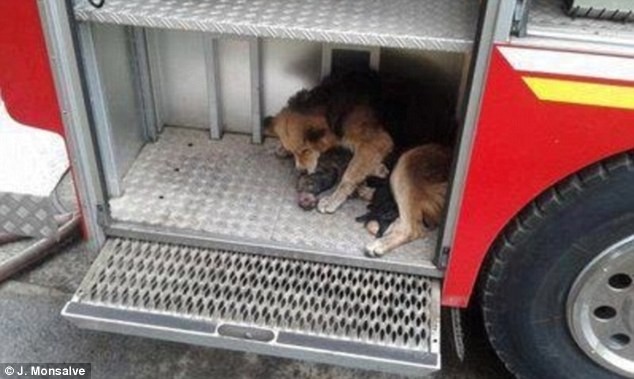 Yên tâm nằm xuống bên cạnh những đứa con để che chở cho chúng sau khi đã đưa cả 5 con chó con ra ngoài thành công.