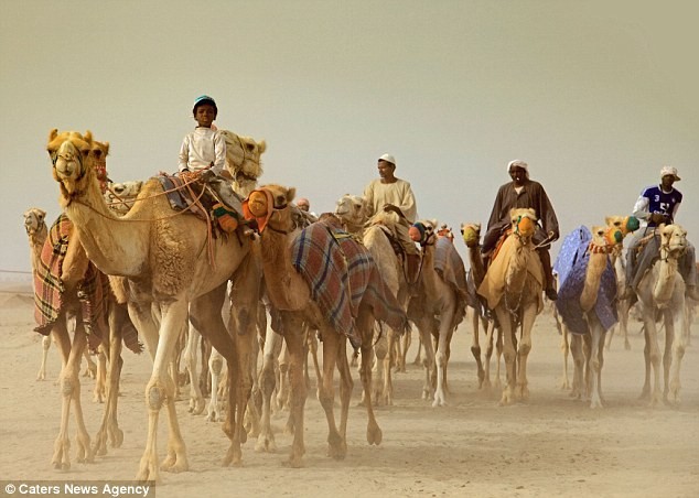 Lạc đà trên sa mạc ở Ả Rập Saudi