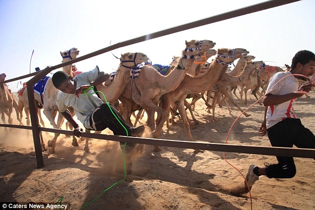 Cuộc đua được tổ chức nhằm nâng cao giá trị của những con lạc đà.