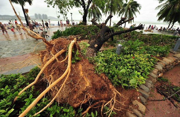 Gió lớn quật đổ cây cối ven đường