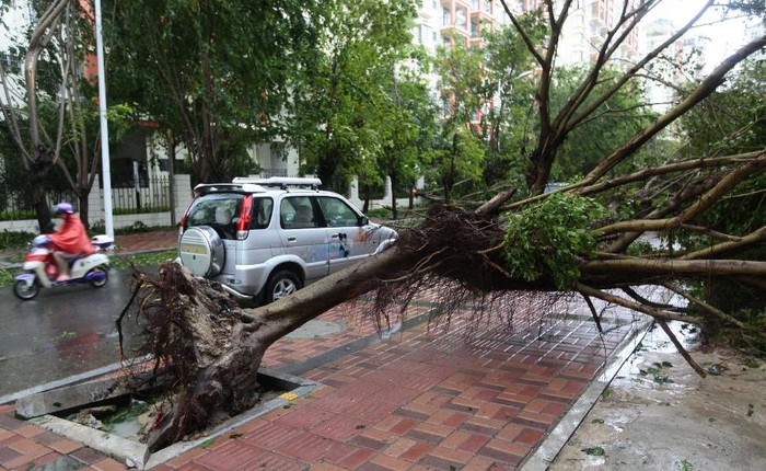 Cây cối ven đường nội thành thành phố Tam Á, Hải Nam bị quật ngã
