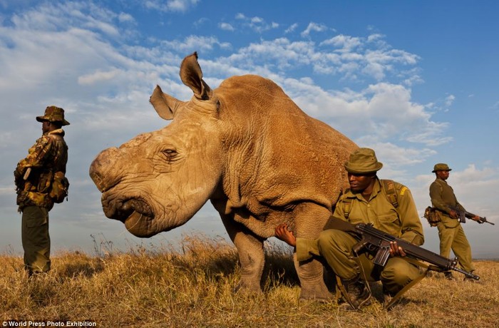 Đội chống săn trộm bảo vệ một con tê giác trắng ở khu bảo tồn Ol Pejeta, Kenya.
