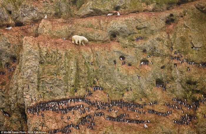 Gấu bắc cực đang cố gắng ăn cắp trứng chim cánh cụt trên vách đá ở Ostrova Oranskie, phía bắc Novaya Zemlya, Nga. Ảnh Jenny E. Ross.