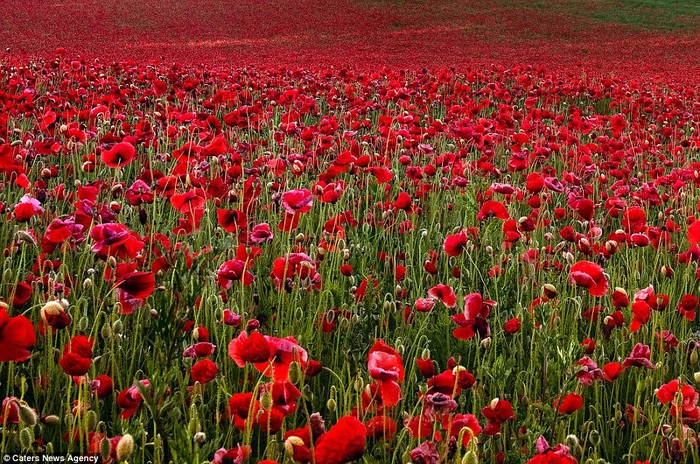 Cánh đồng này vốn là một chiến trường trong Thế chiến I. Giờ đây nó được phủ đầy hoa anh túc đỏ để tưởng nhớ những người anh hùng đã hy sinh tại đây.