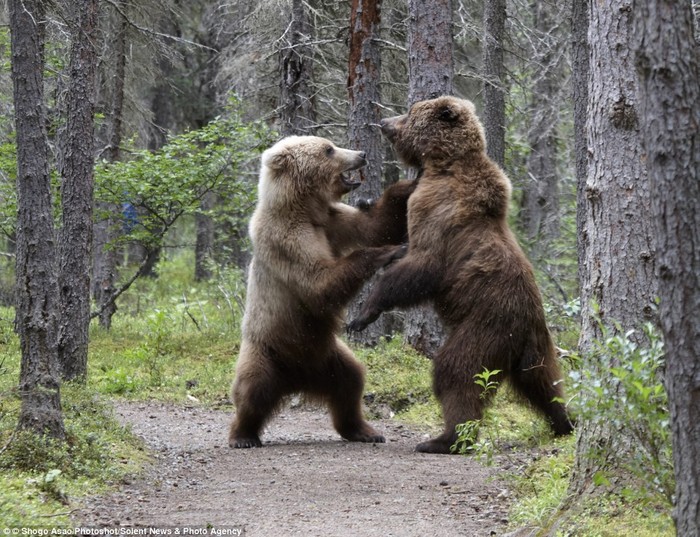 Hai con gấu xám khi đứng thẳng có chiều cao khoảng 2,4m đang giao tranh trong rừng.
