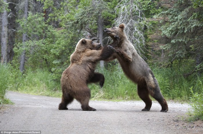 Hai con gấu xám Bắc Mỹ cận chiến trong rừng tại Alaska.