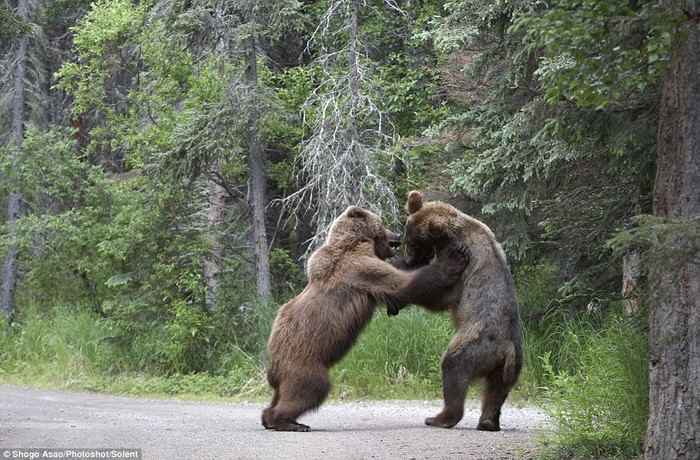 Con gấu bên trái chiếm ưu thế sau khi đánh một cú mạnh vào đối thủ.