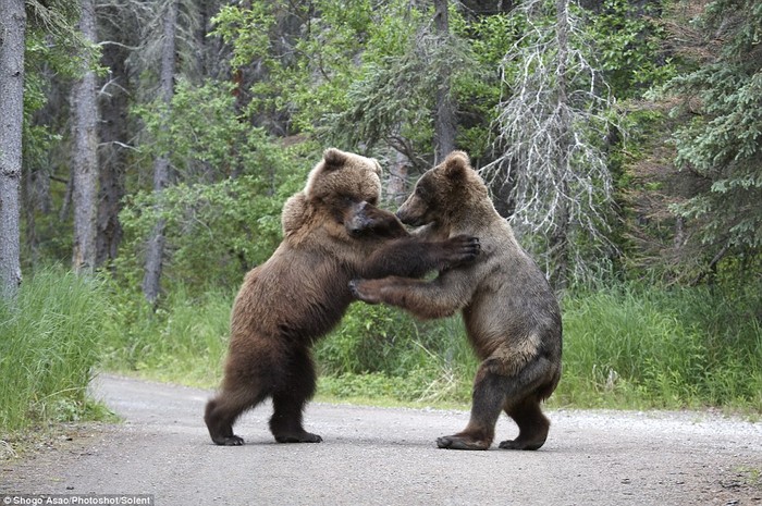 Con gấu bên phải ra đòn trả đũa.