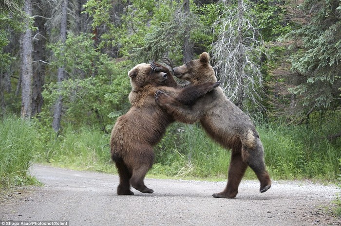 Hai con gấu, khoảng 6 tuổi, giao chiến vài phút trước ống kính rồi di chuyển vào đám cây nhưng vẫn không chịu dừng lại.