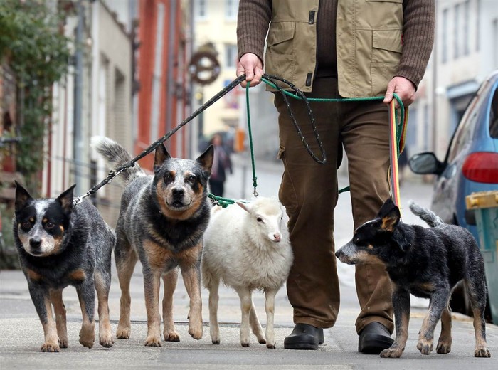 Ông Wolfgang Grensens dắt đàn chó và con cừu của mình đi dạo tại Luebeck, Đức hôm 12/11.