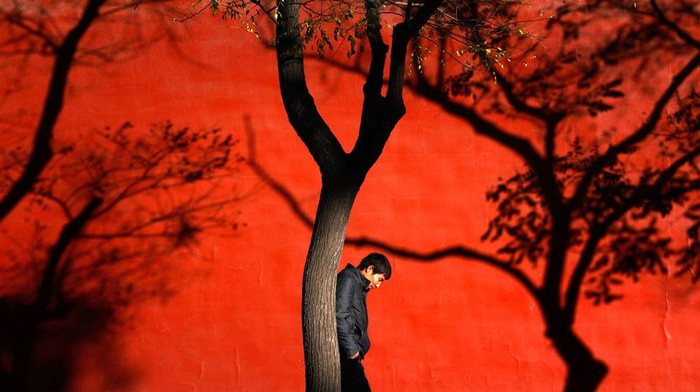 Bóng cây in lên tường ở Tử Cấm Thành, Bắc Kinh, Trung Quốc hôm 13/11.
