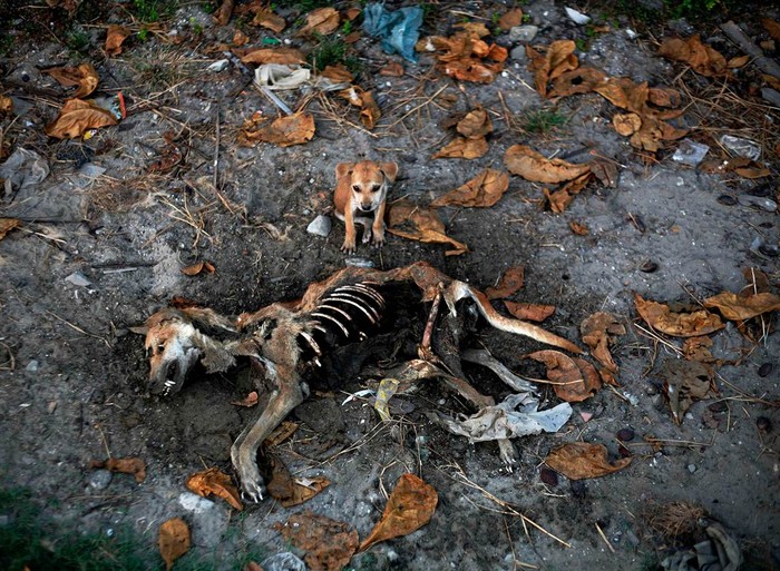 Một con chó nhỏ đứng cạnh xác của mẹ nó vài ngày sau khi con chó mẹ bị giết trong một cuộc đụng độ chống đạo Hồi ở Kyaukphyu, Myanmar ngày 6/11.