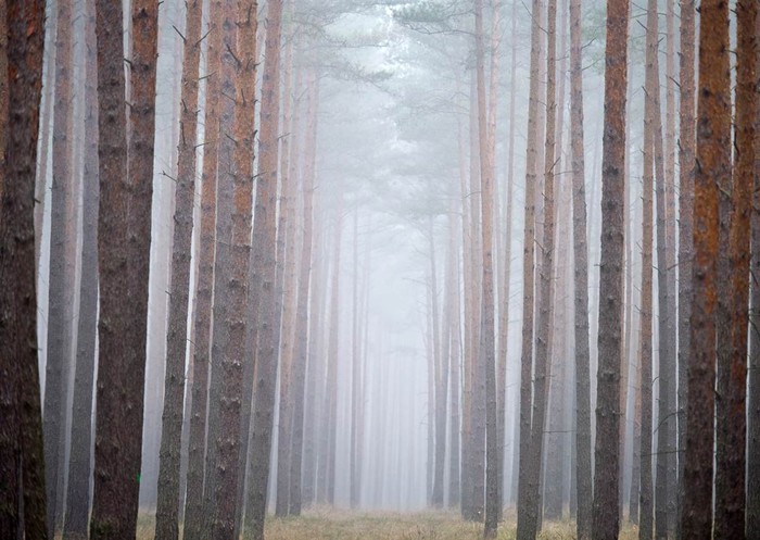 Sương mù lơ lửng giữa những hàng cây thông trong khu rừng gần Neubrueck, Đức vào ngày 20/11.