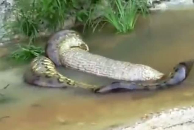 Trong đoạn video, con trăn khổng lồ quằn quại trong nước và nhanh chóng nôn ra bữa trưa của nó.