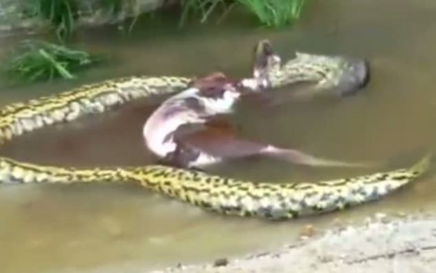 Người ta không biết tại sao con trăn này lại không muốn tiêu hóa con mồi, nhưng theo các chuyên gia, Anaconda có thể nôn ra thức ăn rất nhanh khi nó bị rối loạn hoặc sợ hãi và cần phải di chuyển nhanh chóng.