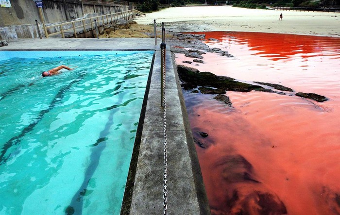 Một người đàn ông bơi trong bể nước xanh ngát bên cạnh vùng biển nước đã biến thành màu đỏ như máu bởi một loài tảo ở Sydney, Australia hôm 27/11.