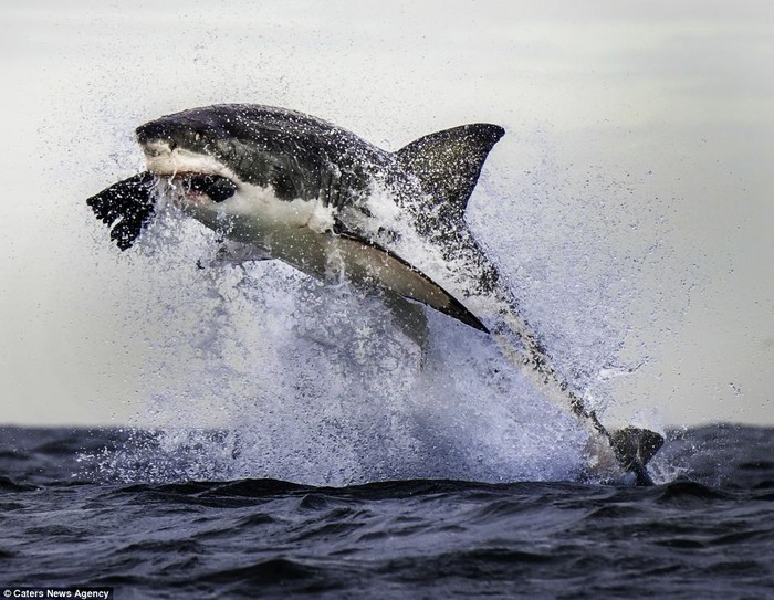 Khoảnh khắc con cá mập to lớn lao lên trên không trung sau khi đớp con mồi giả.