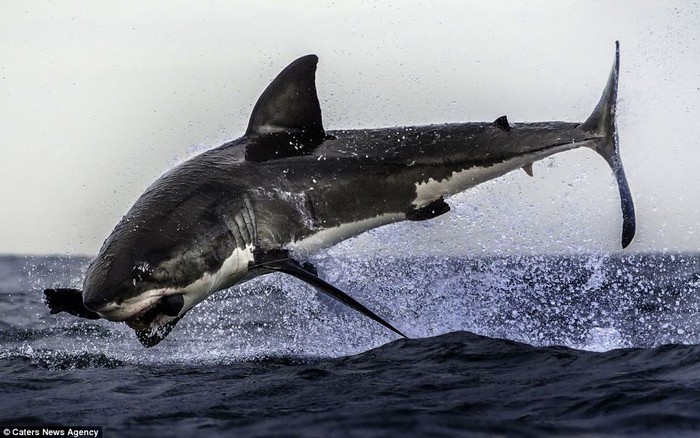 Nhóm nhiếp ảnh gia đã dùng con hải cẩu giả để có thể ghi lại được khoảnh khắc tuyệt đẹp này.