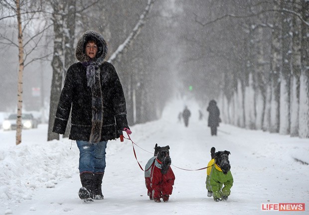 Người dân Moscow dắt những con chó đã được mặc ấm đi dạo buổi sớm.