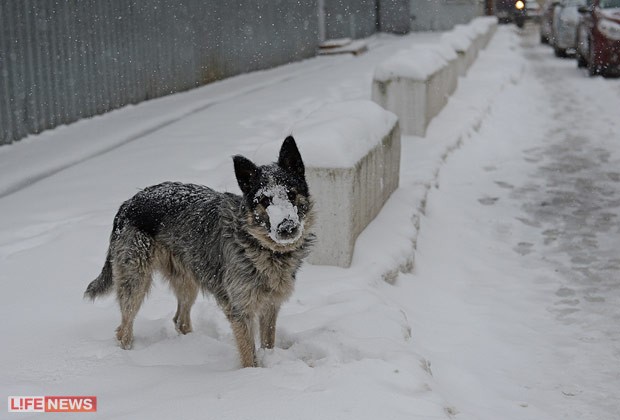 Tuyết phủ kín mũi một chú chó trên phố tại Moscow.