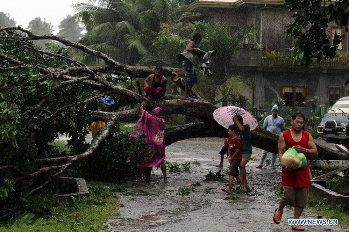 Cây đổ chắn ngang đường phố tại Tagum do ảnh hưởng của siêu bão Bopha.